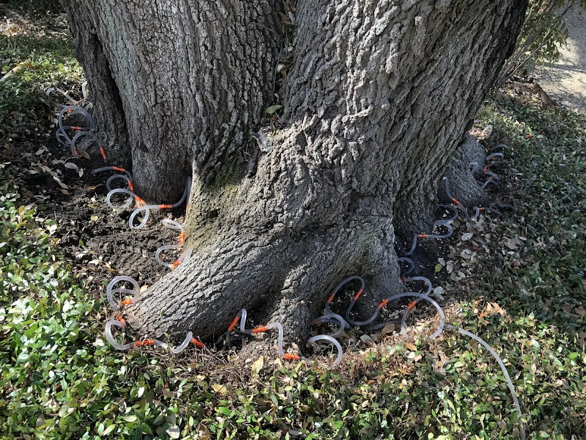 Detailed Tree Cabling and Bracing job site in Sabattus