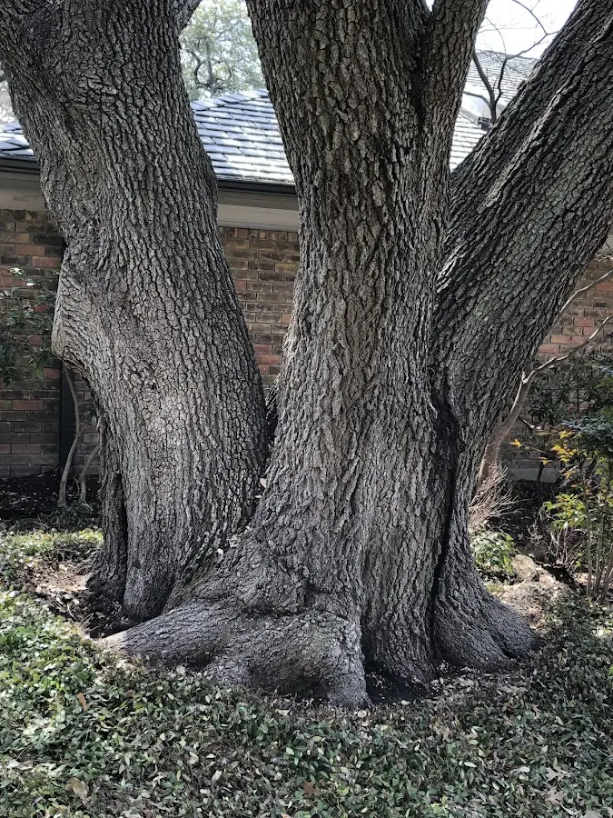 Mature heritage tree close to a Sabattus property cared for by certified arborists